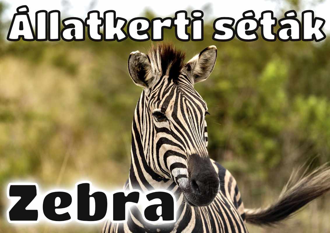 Read more about the article Állatkerti séták: zebra